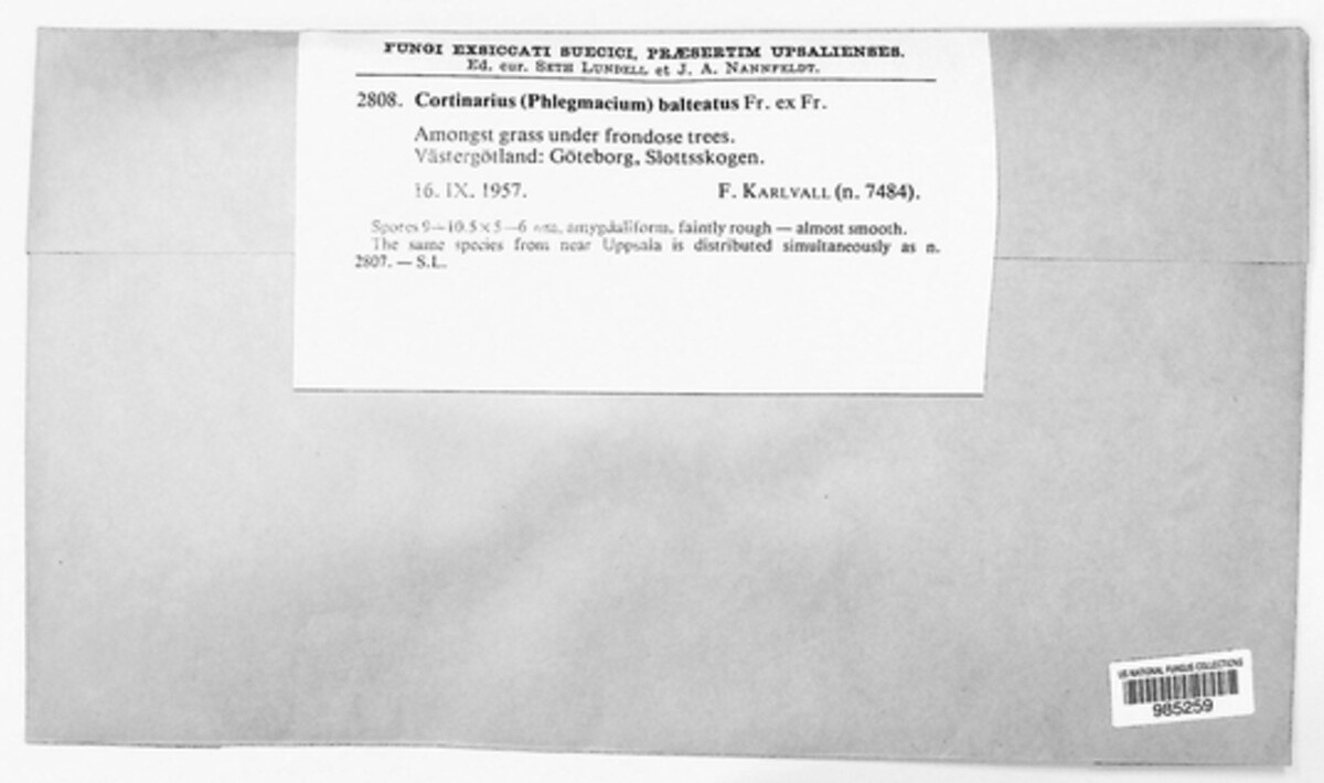 Phlegmacium balteatum image